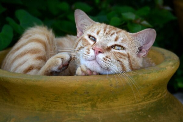 A red-haired cat is resting in a jug