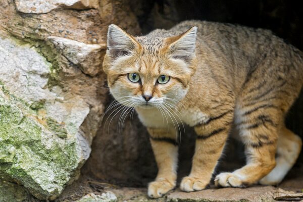 Die Samtkatze kommt aus der Höhle