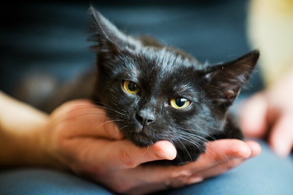 Gatto nero nel palmo dell uomo