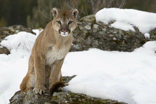 A cougar sits on a rock in the snow