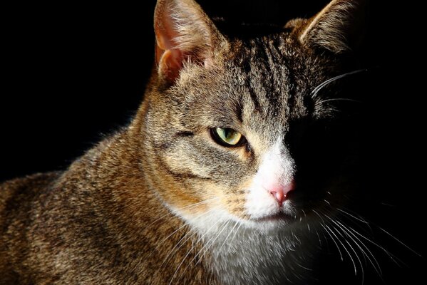 Portrait de chat sur fond sombre