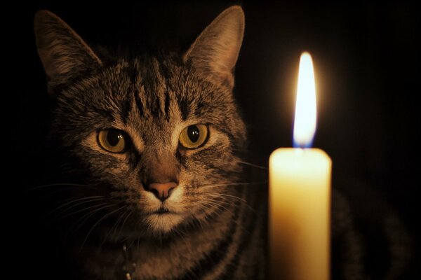 The mysterious look of a cat at a candle