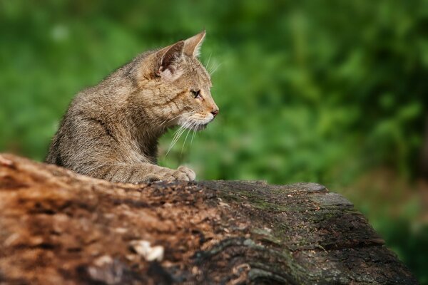 Gato en el bosque en un árbol