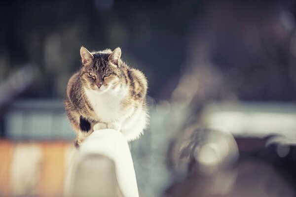 Gato gordo en busca de una víctima