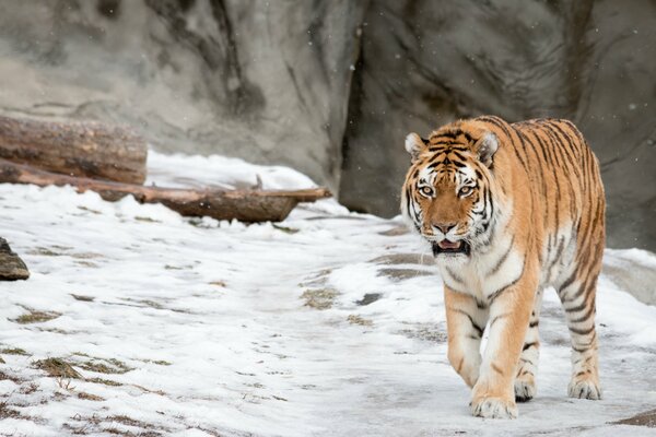 La tigre dell Amur cammina con grazia nella neve