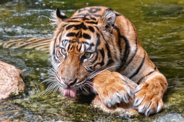 Der wilde Tiger trinkt Wasser