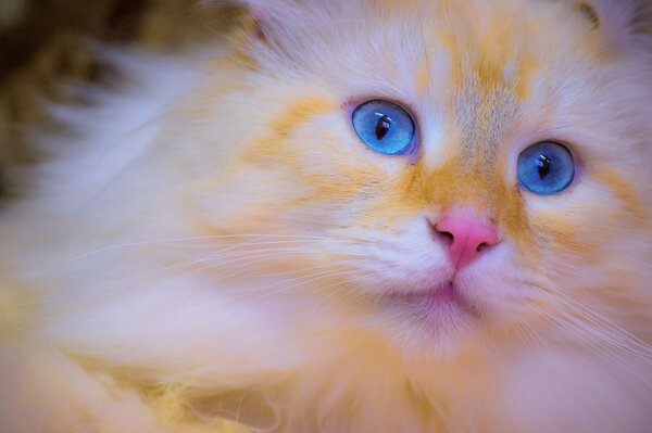 Rote Katze mit blauen Augen Mordock