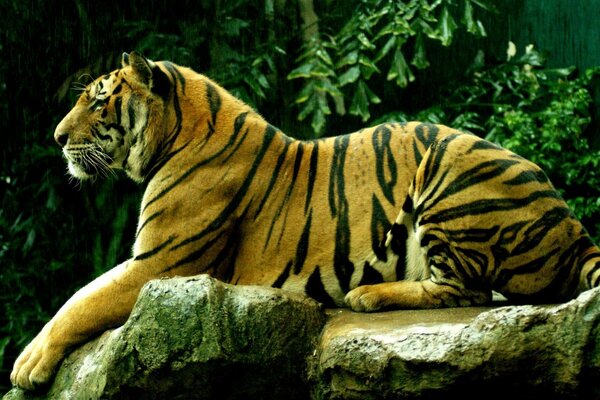 Photo of a tiger lying on a rock