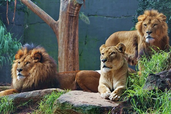 A pride consisting of two lions and one lioness