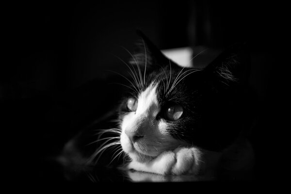 Черно-белая кошка смотрит вдаль