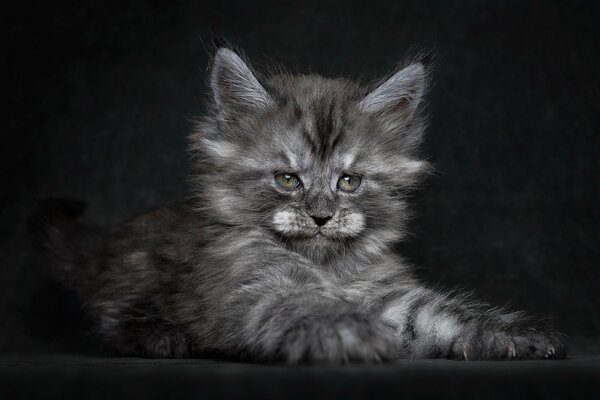 Lindo gatito gris Maine Coon sobre fondo negro