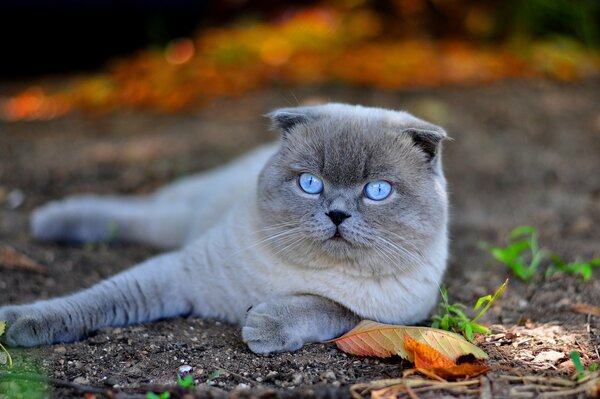 Ojos de gato azul, raza escocesa