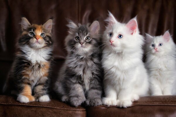 Four different kittens are sitting