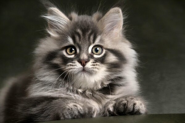 Grey fluffy kitten on a grey background