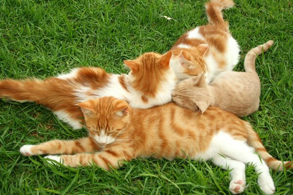 Kittens are lying on the grass