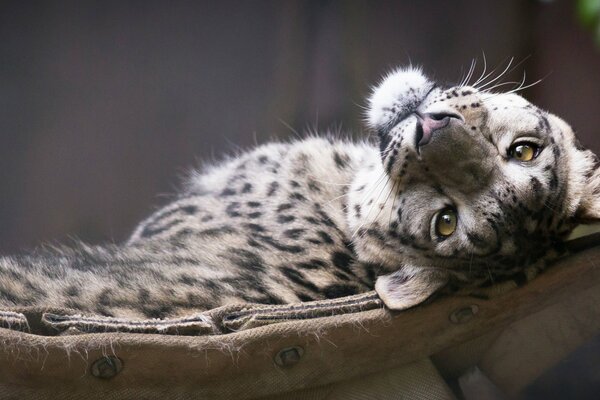 Snow leopard resting in a hammock