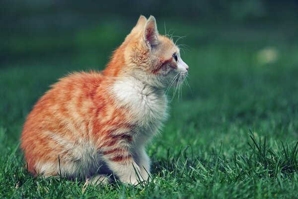 Gatito rojo en el fondo de la hierba