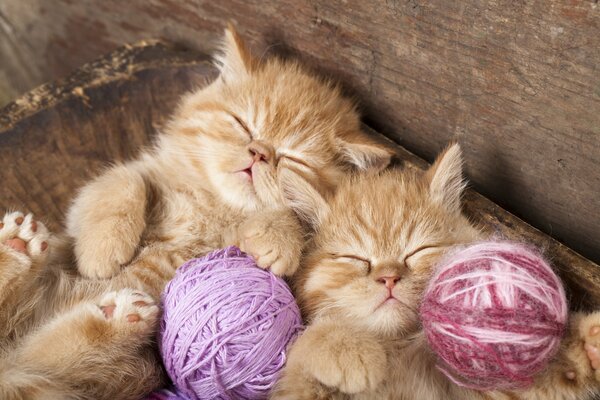 Deux chatons roux moelleux dorment doucement avec des enchevêtrements lumineux de laine