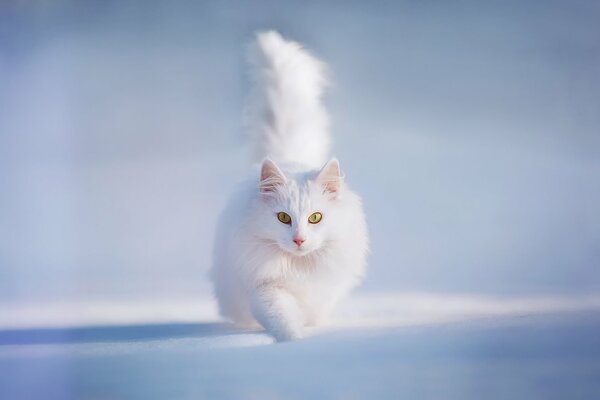 Weiße Katze wird durch den Schnee gequält