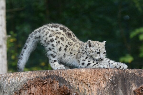 Cachorro de leopardo de las Nieves