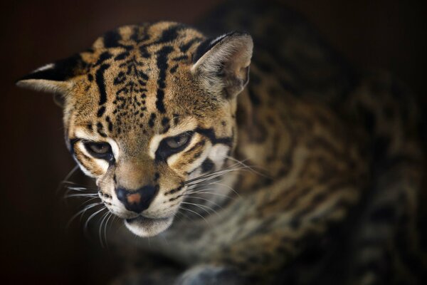 Ocelot triste guarda in basso