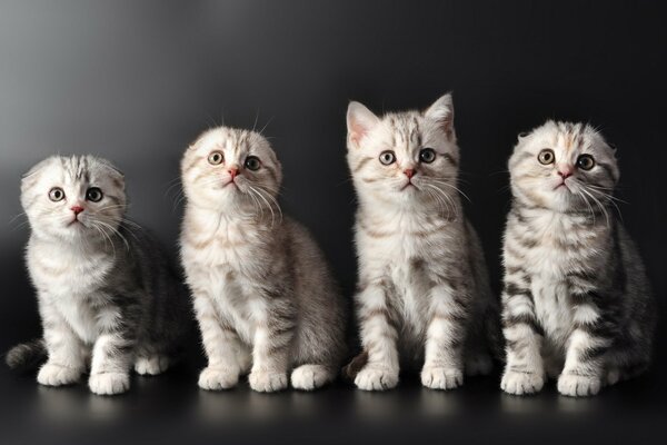 Quatre chatons mignons sur fond noir