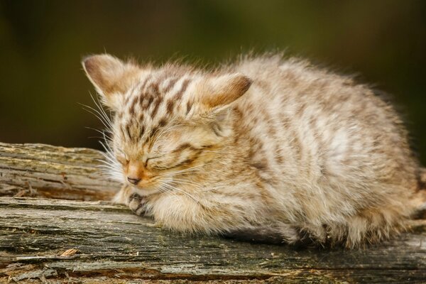 Маленький , пушистый котенок спит