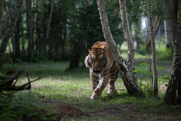 Тигр гуляет среди деревьев