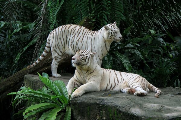 tigres peleando fondos de escritorio