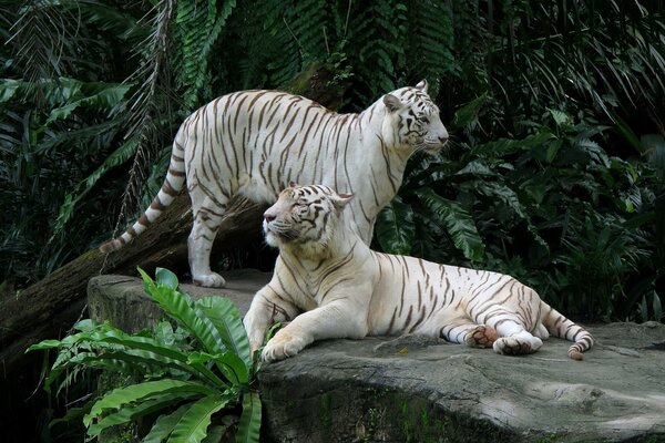Para białych tygrysów odpoczywa na dużym kamieniu