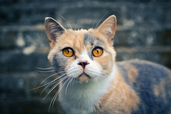 Gato tricolor británico de pelo corto