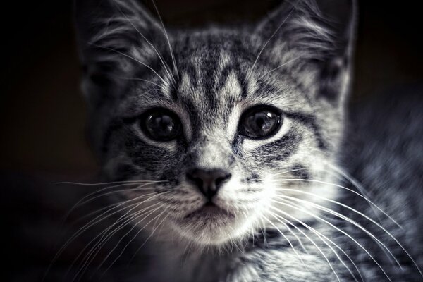 Petit chat mignon aux yeux gris