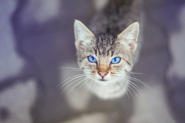 Adorable mirada de gato con ojos azules