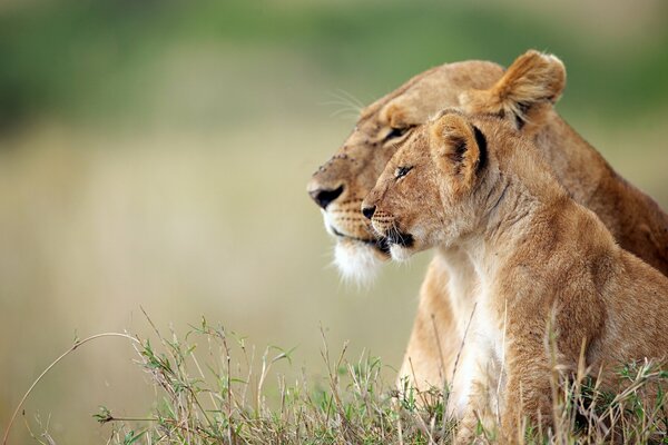 A lion and a lioness relax in nature