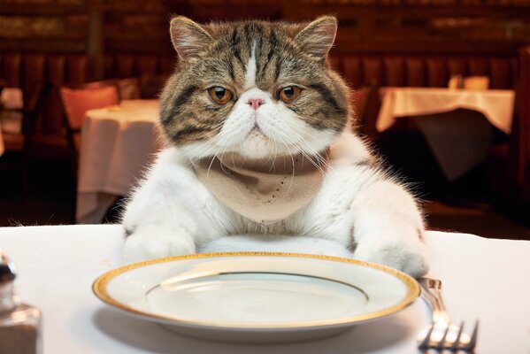 Gatto in un ristorante a cena con un piatto