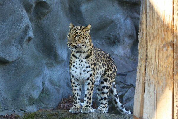 Fernöstlicher Leopardblick in die Ferne