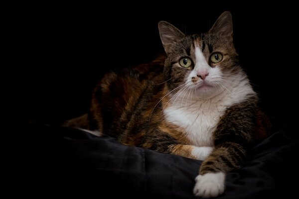 Tricolor cat on a dark background