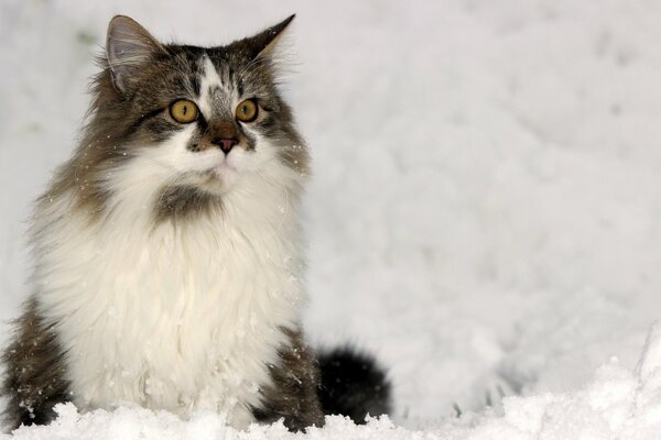 Gatto domestico in inverno nevoso