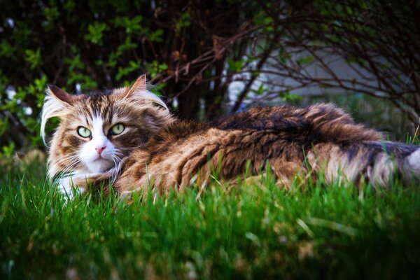 Fluffy cat in the grass