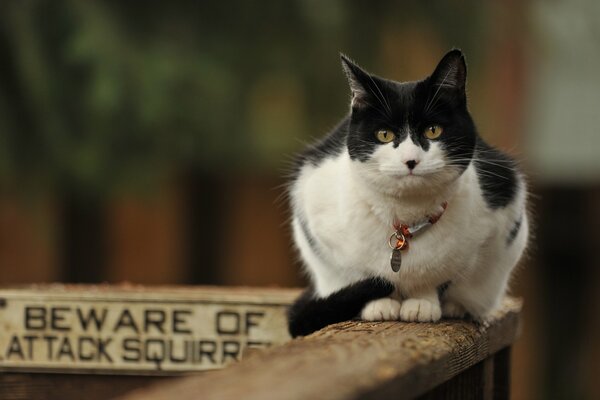 Schöne Katze mit einem Namenshalsband