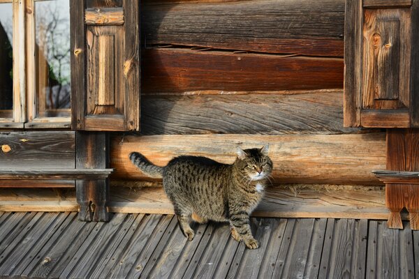 The cat at the hut close-up