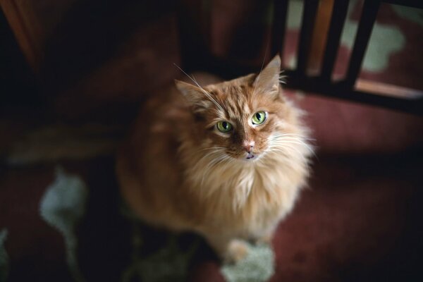 En la casa había un gato rojo.