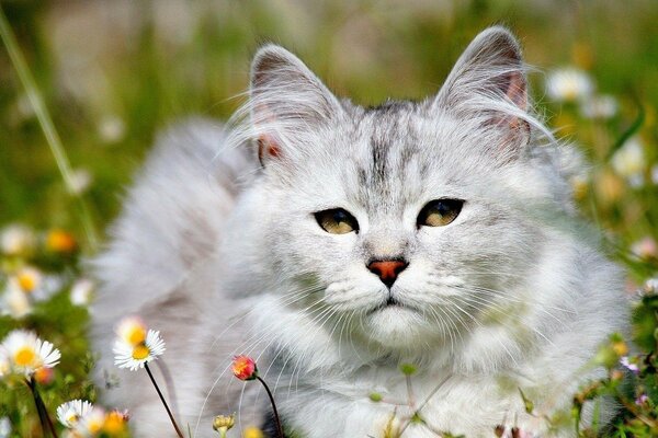 Chaton blanc dans une clairière avec des marguerites