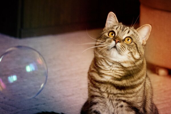 Chat moelleux jouant avec des bulles de savon