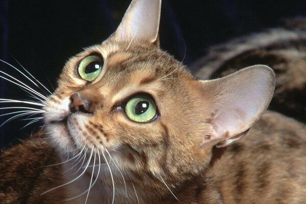 Sguardo del gattino con gli occhi verdi ed i baffi grandi