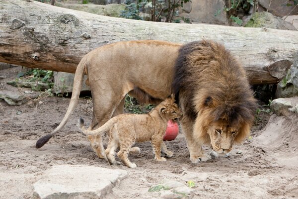 Ein großer Löwe mit einer zottigen Mähne und ein kleines Löwenbaby