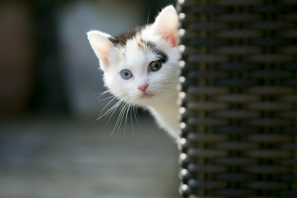 Cute kitten timidly peeks out from around the corner