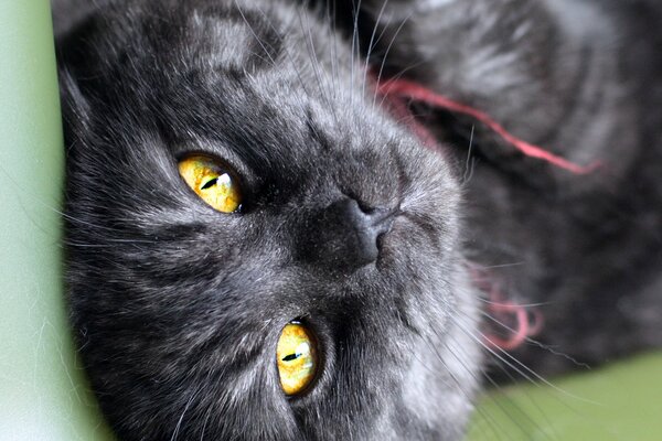 Ojos de gato negro mirando desde la pantalla