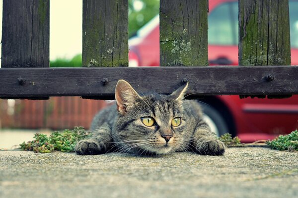 Gatto grigio giace sotto la recinzione