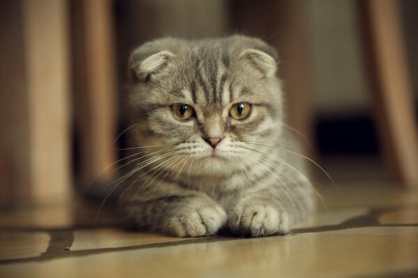 Scottish fold watching You